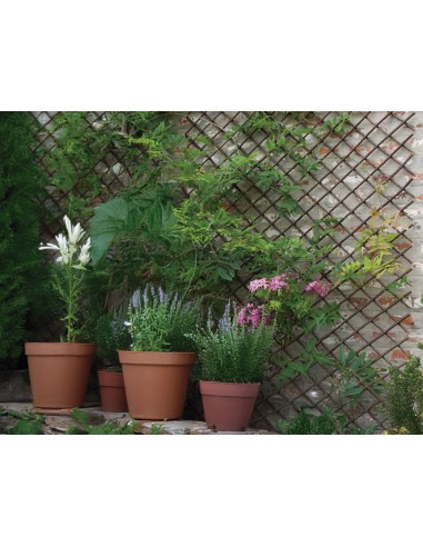 CELOSIA EXTENSIBLE DE MIMBRE