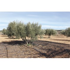 BLACK HARVEST NET 2